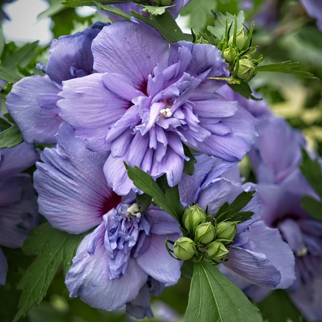 Hibiscus syriacus 'Blue Chiffon' - Althéa (F. D. Richards / flickr.com)