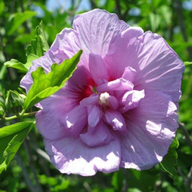 Hibiscus syriacus 'Lavender Chiffon' - Althéa (littlegemtrees / flickr.com)