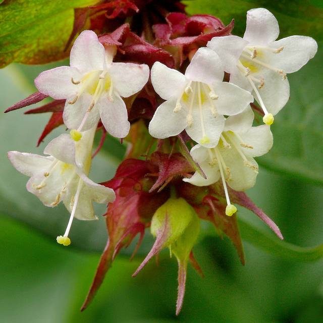 Arbre aux faisans Purple Rain - Leycesteria (James Gaither)