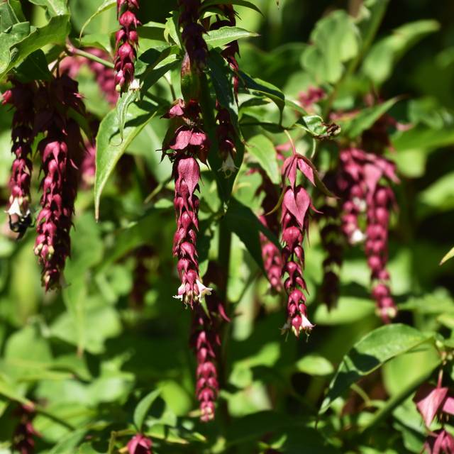 Arbre aux faisans Purple Rain - Leycesteria (Lotus Johnson)