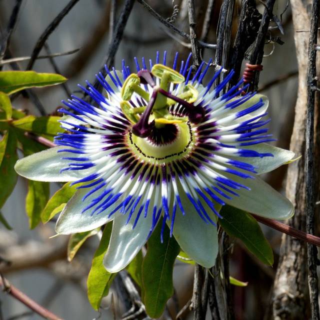 Fleur de la Passion (Passiflora caerulea) - fleur (Linda De Volder)