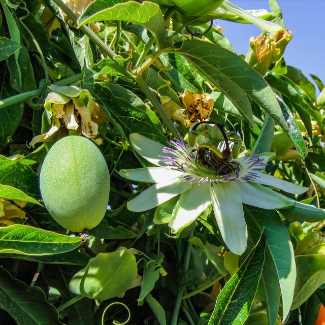 Fleur de la Passion (Passiflora caerulea) (David Seibold)