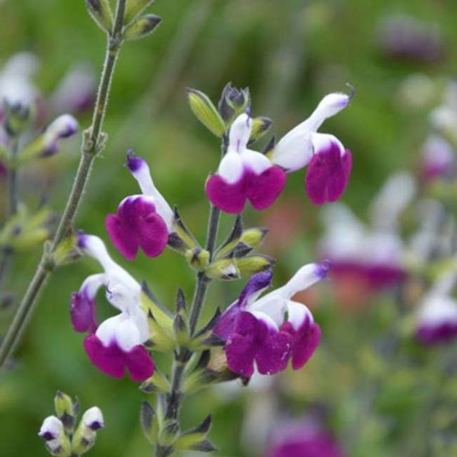Sauge 'Amethyst Lips'  (Salvia microphylla)