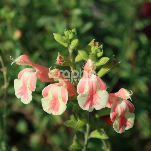 Salvia x jamensis BELLE DE LOIRE® 'BARSABEL' (Sapho)