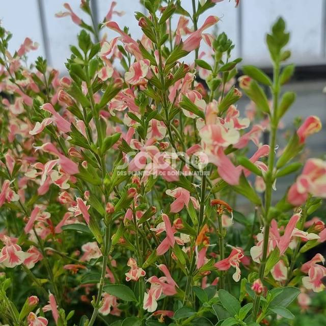 Salvia x jamensis BELLE DE LOIRE® 'BARSABEL' (Sapho)