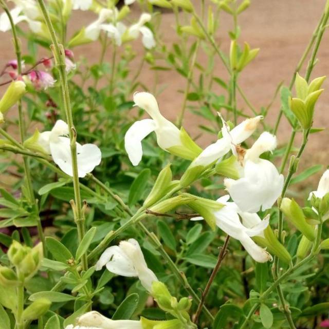 Sauge blanche  (Salvia microphylla)