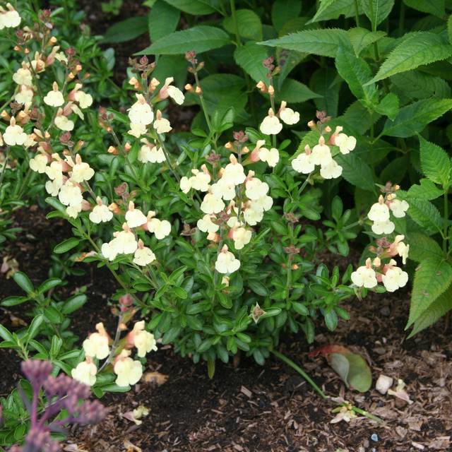 Sauge arbustive jaune  (Salvia microphylla) (MEL)