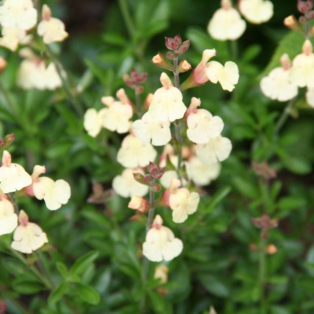 Sauge arbustive jaune  (Salvia microphylla) (MEL)