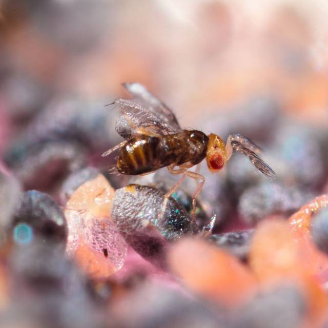 Trichogramma brassicae (Bioline Agrosciences)