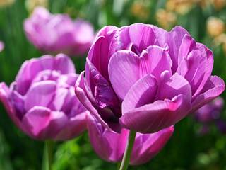 Tulipe à fleurs de pivoine 'Blue Diamond'