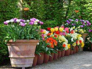 Tulipes en pot