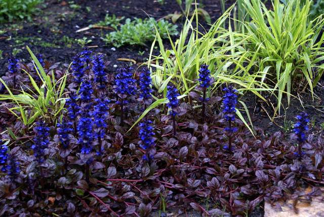 Ajuga à feuillage pourpre et herbe japonaise (Hakonechloa macra 'All Gold')