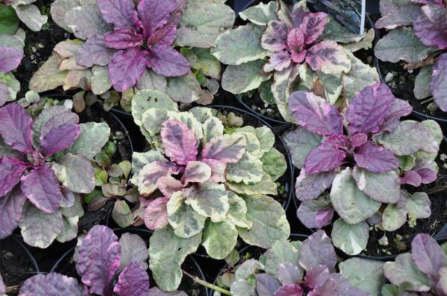 Ajuga reptans 'Burgundy Glow'