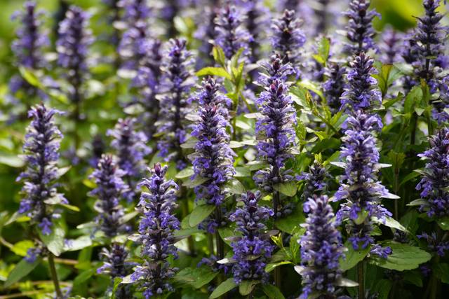 Ajuga reptans