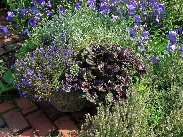 Dans la vasque : Ajuga Black Scallop™ et Lobelia 'Regatta Midnight Blue'; fond Platycodon grandiflorus 'Zwerg'; bas droite Thym citron (Thymus citriodorus)