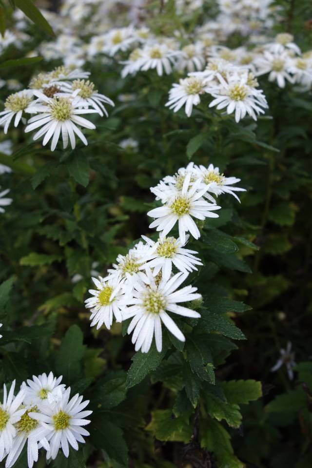 Aster ageratoides 'Ashvi'