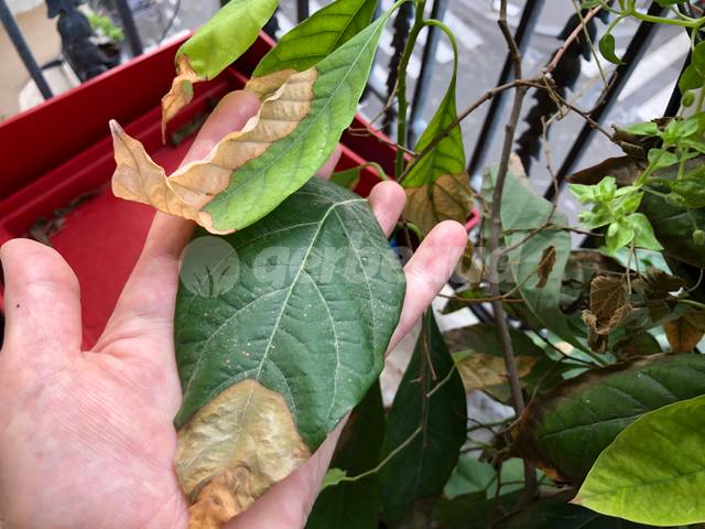 Extrémité des feuilles sèches et brunes