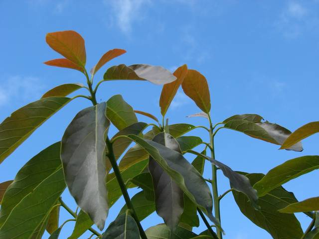 Avocatier, Persea americana : feuilles
