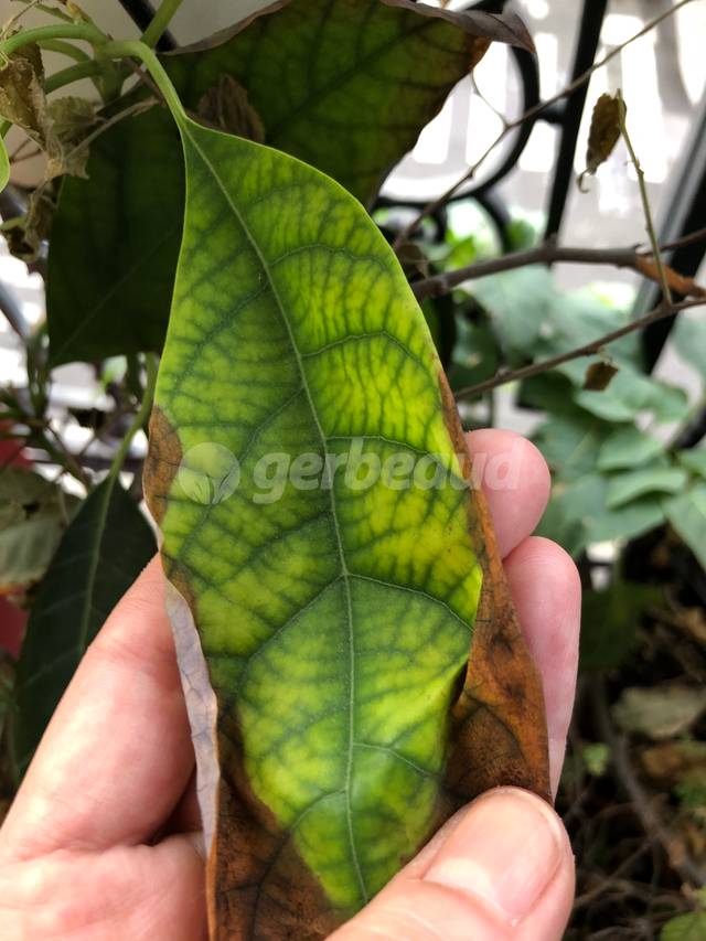 Chlorose ferrique due à une eau calcaire