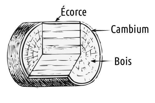 Cambium, entre l'écorce et le bois - d'après Pearson Scott Foresman / wikimedia.org