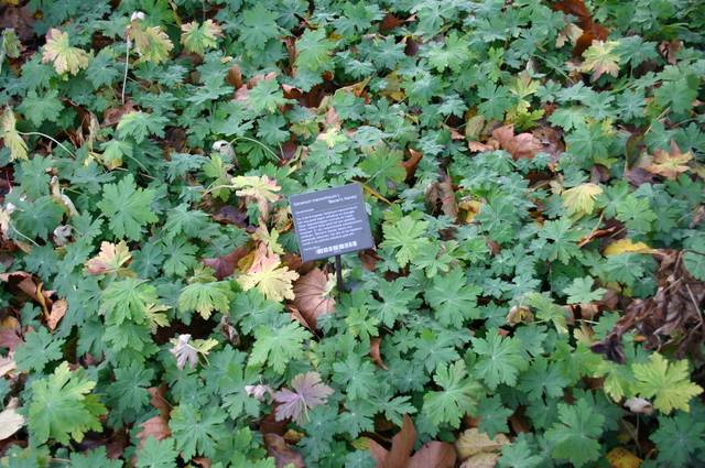 Geranium macrorrhizum en hiver