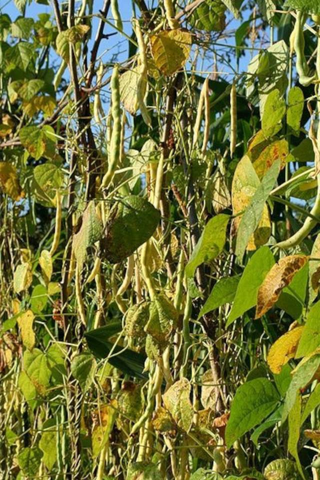 Haricots grimpants au jardin