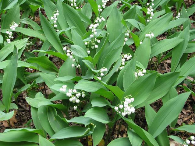 Muguet en fleurs au jardin
