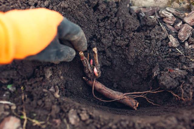 Plantation d'un éclat de pivoine porteur de racine et bourgeons, après division