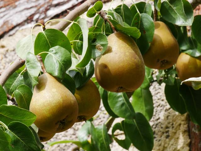 Poires 'Beurré Hardy' sur l'arbre