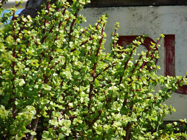 Portulacaria afra en pleine terre