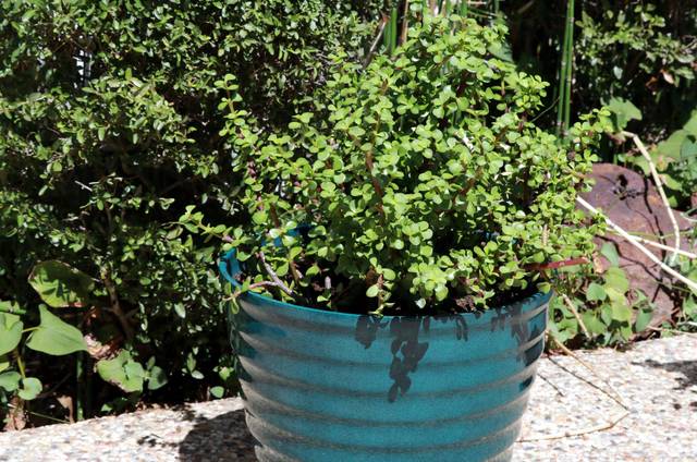 Portulacaria afra en pot