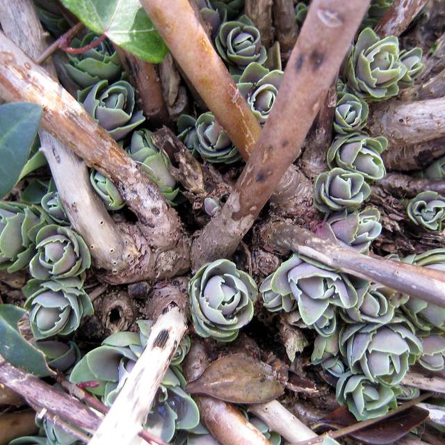 Sedum spectabile - nouvelles pousses, février 