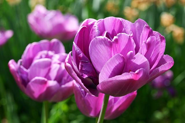 Tulipe à fleurs de pivoine 'Blue Diamond'