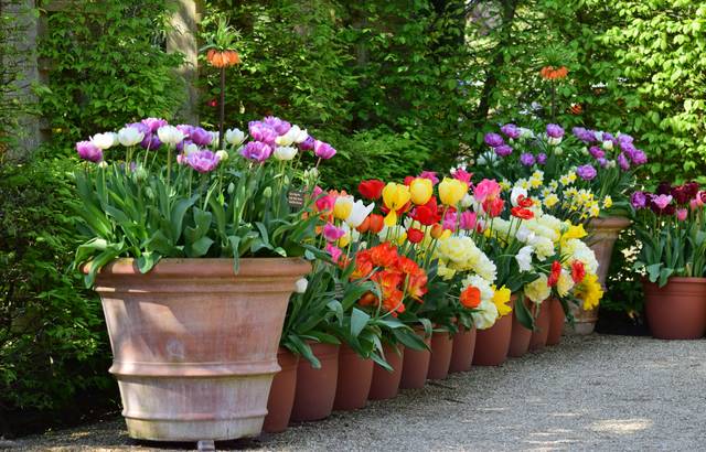 Tulipes en pot