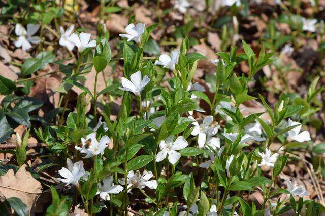 Vinca minor 'White Power'