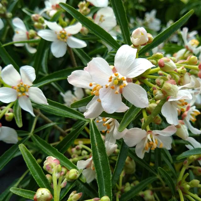 Choisya 'Aztec Pearl' (détail des fleurs) ( John Caley  / stock.adobe.com)