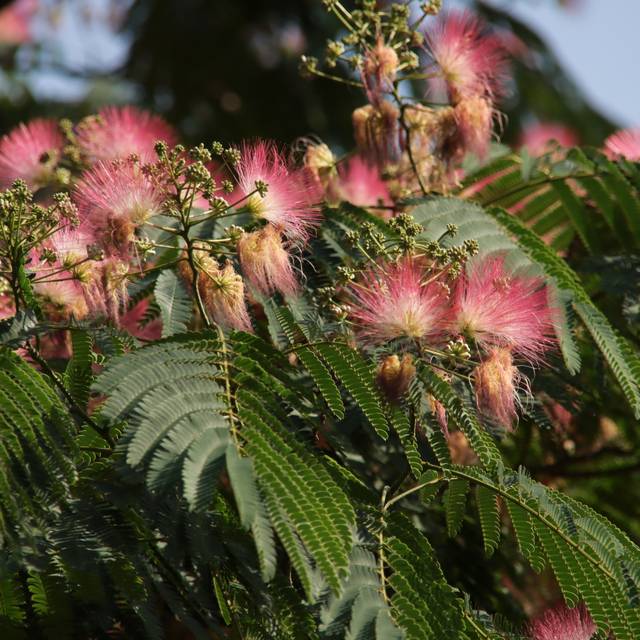Albizia julibrissin Ombrella Boubri (André Muller  / stock.adobe.com)