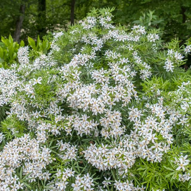 Choisya 'Aztec Pearl' (AnnaReinert  / stock.adobe.com)