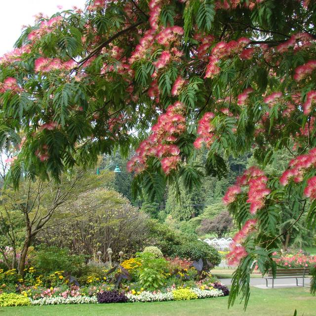 Arbre à soie (Albizia julibrissin) ( Wendy Cutler / flickr)