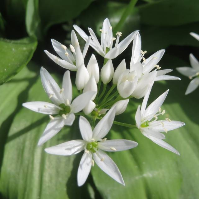 Ail des ours - Allium ursinum ( Andreas Rockstein)