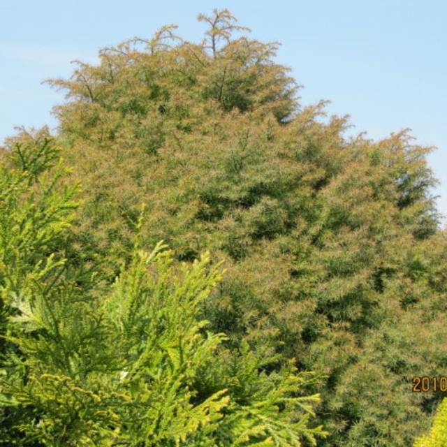 Cèdre du Japon 'Elegans Viridis' - Cryptomeria japonica ( Leonora (Ellie) Enking )
