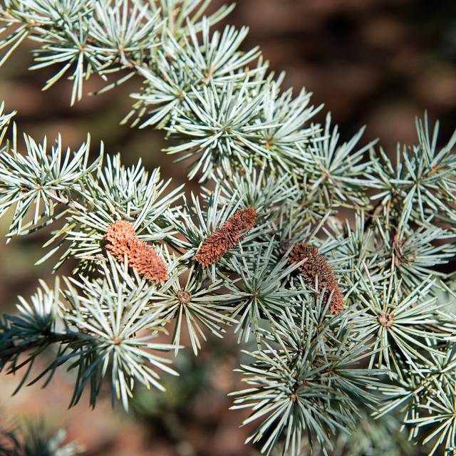 Cedrus atlantica Glauca - Cèdre bleu de l'Atlas (Plant Image Library)