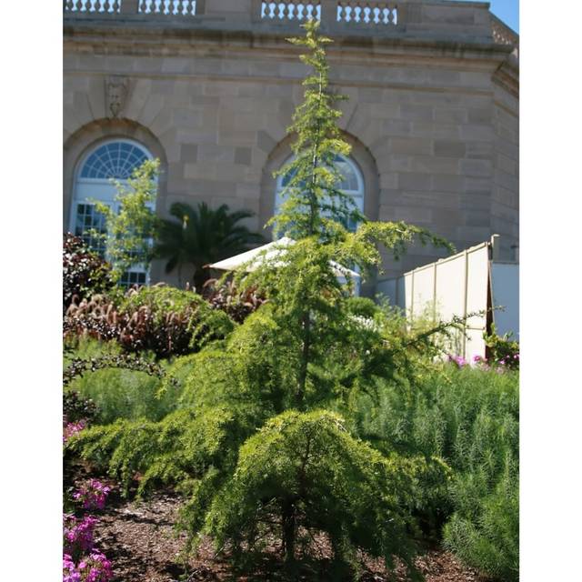 Cedrus deodara 'Aurea' - Cèdre de l'Himalaya doré (David J. Stang / wikimedia.org)