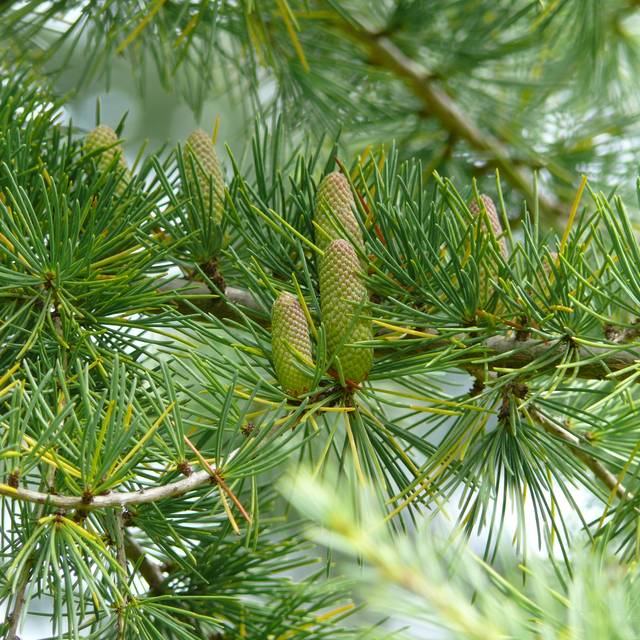 Cedrus deodara - Cèdre de l'Himalaya (FunnyFence)
