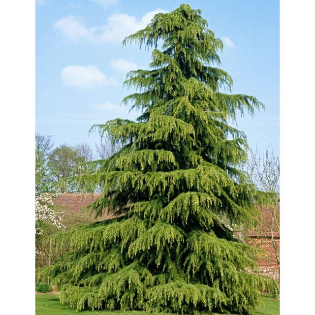 Cedrus deodara - Cèdre de l'Himalaya (JAG IMAGES / Adobe Stock)
