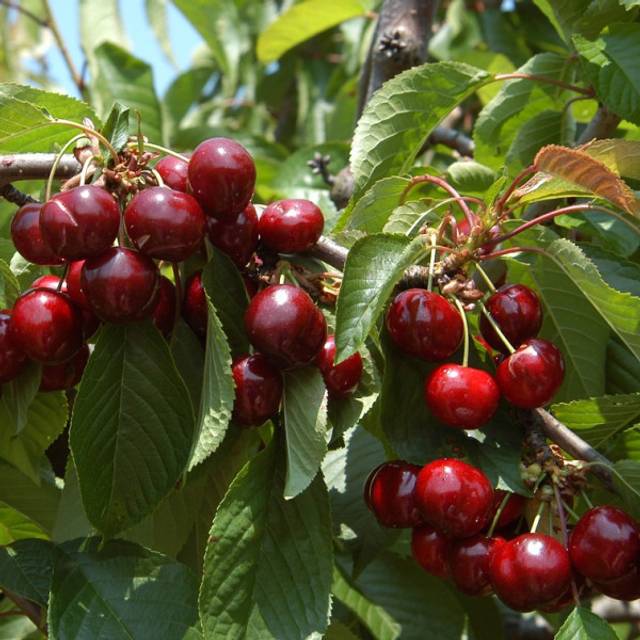 Cerises 'Shangai'® (D.R. / Delbard)