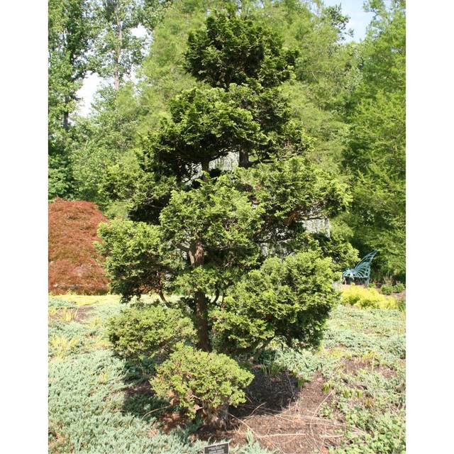 Faux cyprès du Japon 'Nana Gracilis' (Chamaecyparis obtusa) (David J. Stang / wikimedia.org)