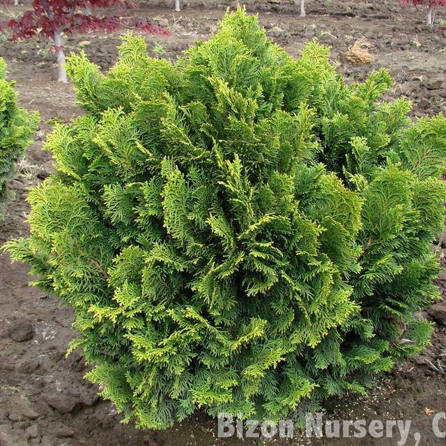 Faux cyprès du Japon 'Nana Gracilis' (Chamaecyparis obtusa) (Mark Bolin)