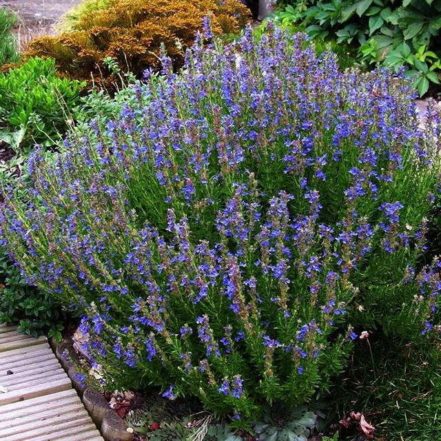 Hyssopus officinalis - Hysope (peganum)