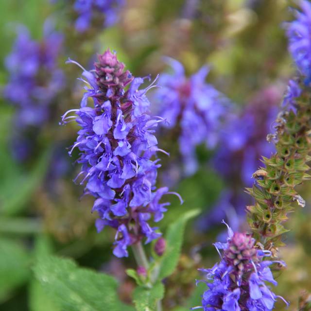 Hyssopus officinalis - Hysope - Fleurs (Lotus Johnson)